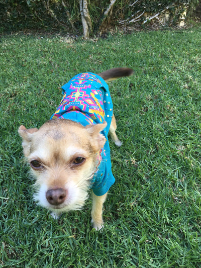 Dog Hoodie Workshop